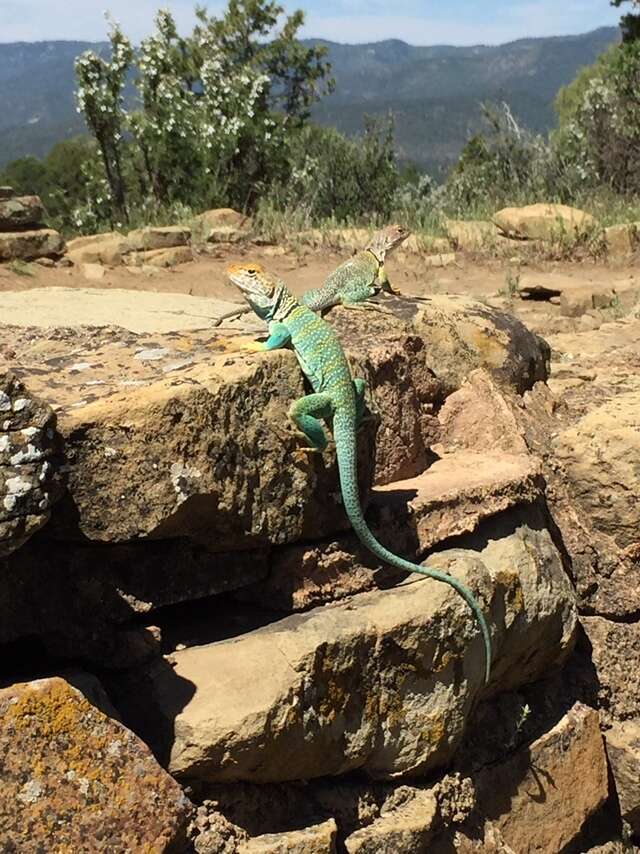 Image of Eastern Collared Lizard