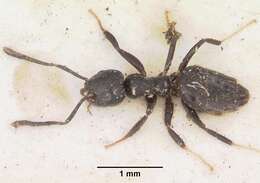 Image of Ant