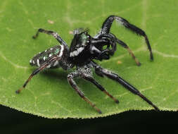 Image of Golden jumping spider