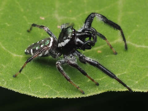 Image of Golden jumping spider