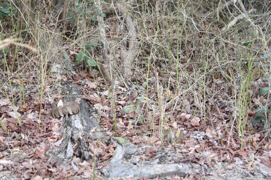 Image of Cottonmouth