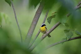 Image of Common Yellowthroat