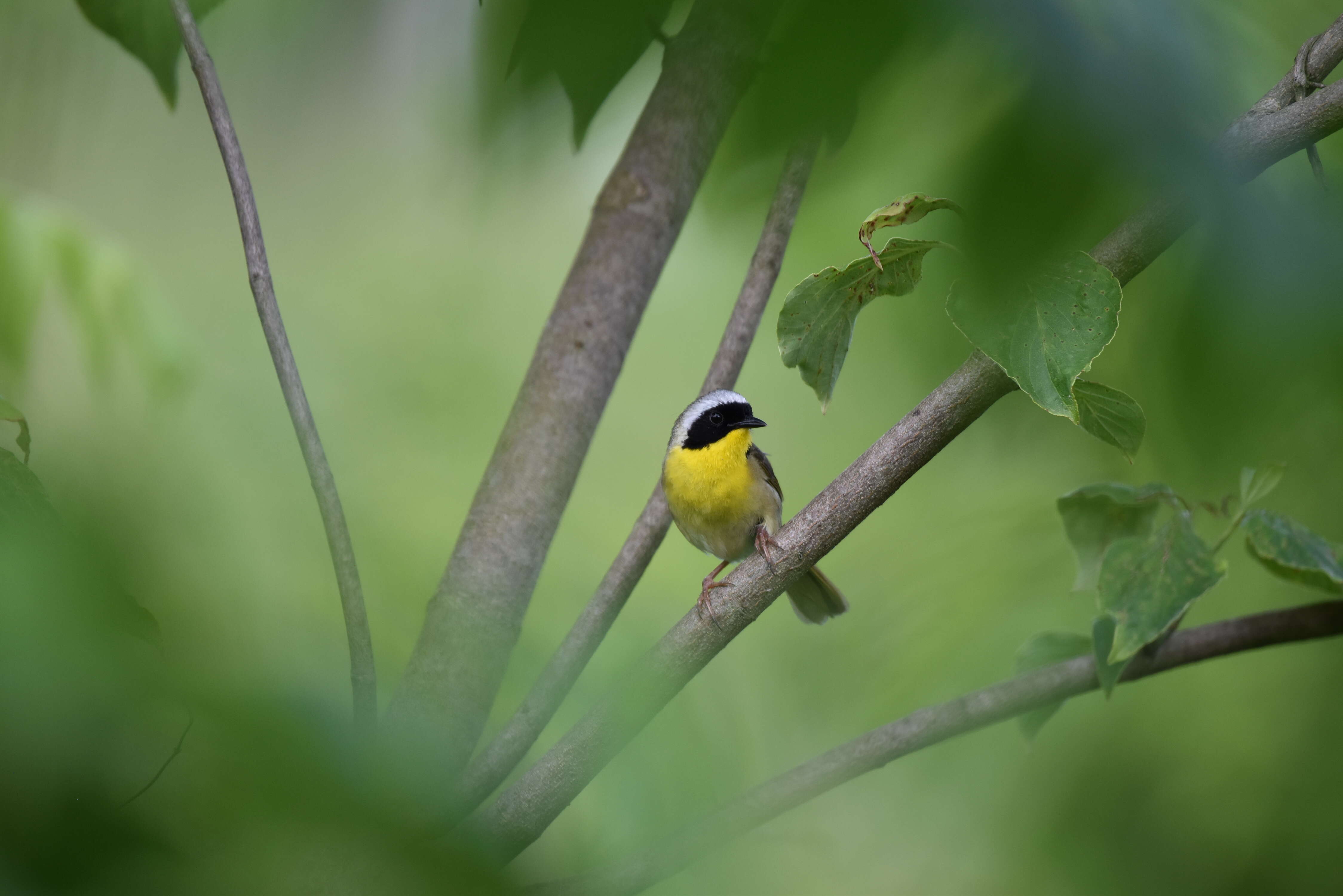 Geothlypis trichas (Linnaeus 1766) resmi