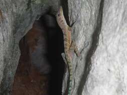 Image of West Cuban Anole