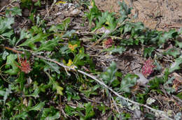 Image of Grevillea ilicifolia (R. Br.) R. Br.