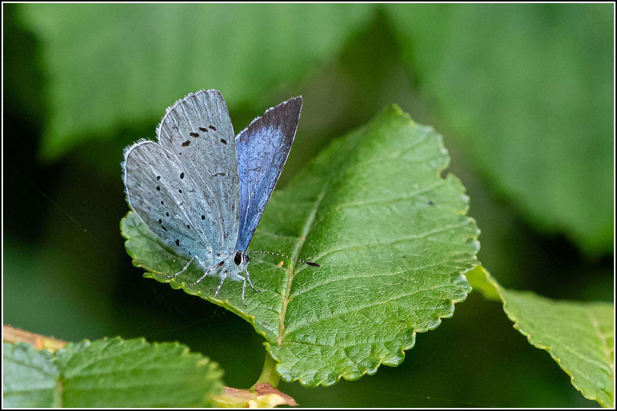 Image of holly blue