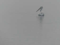 Image of Dalmatian Pelican