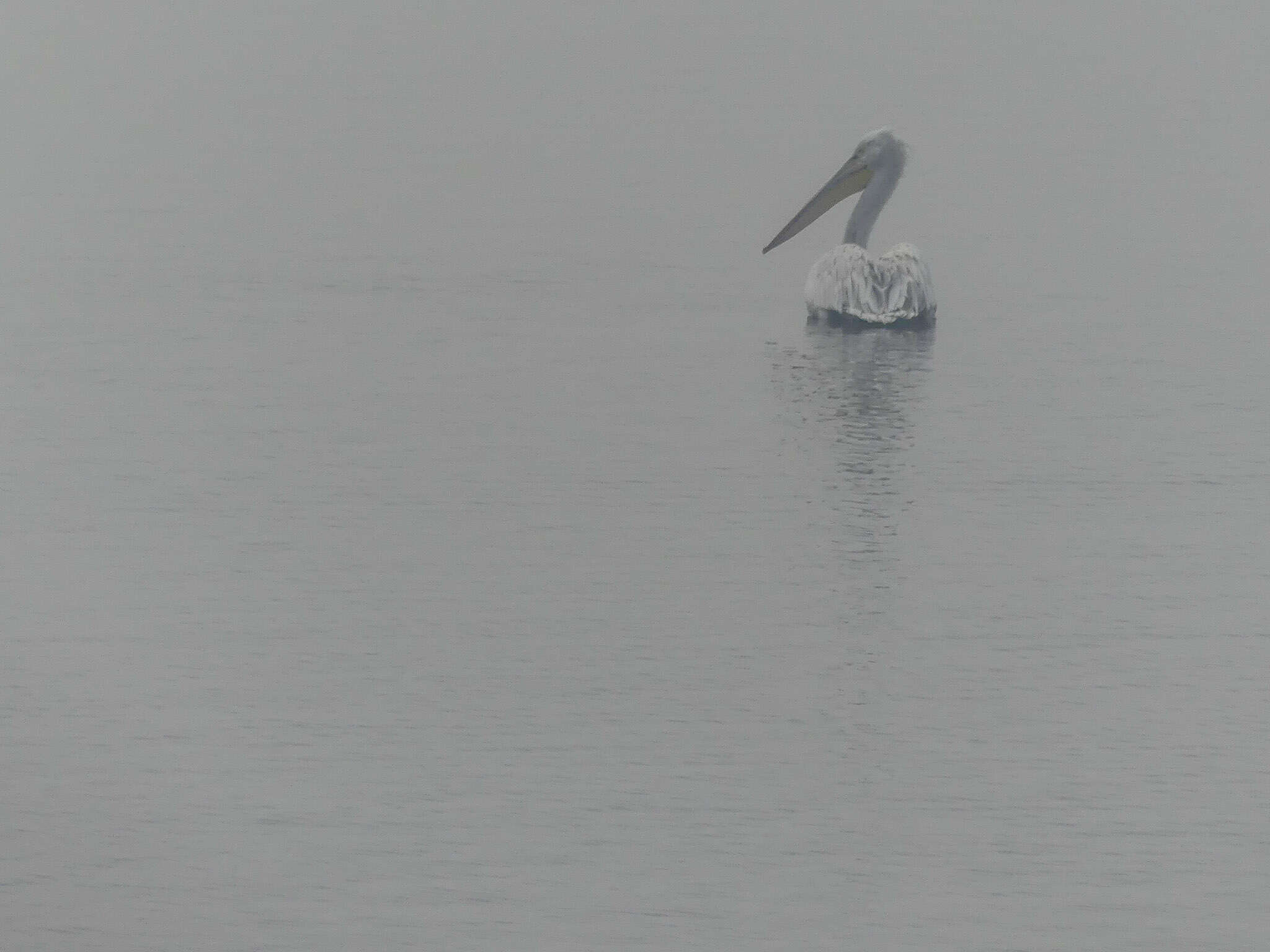 Image of Dalmatian Pelican