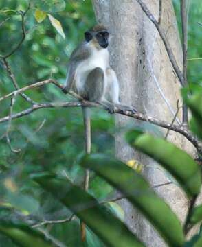 Image of Green Monkey