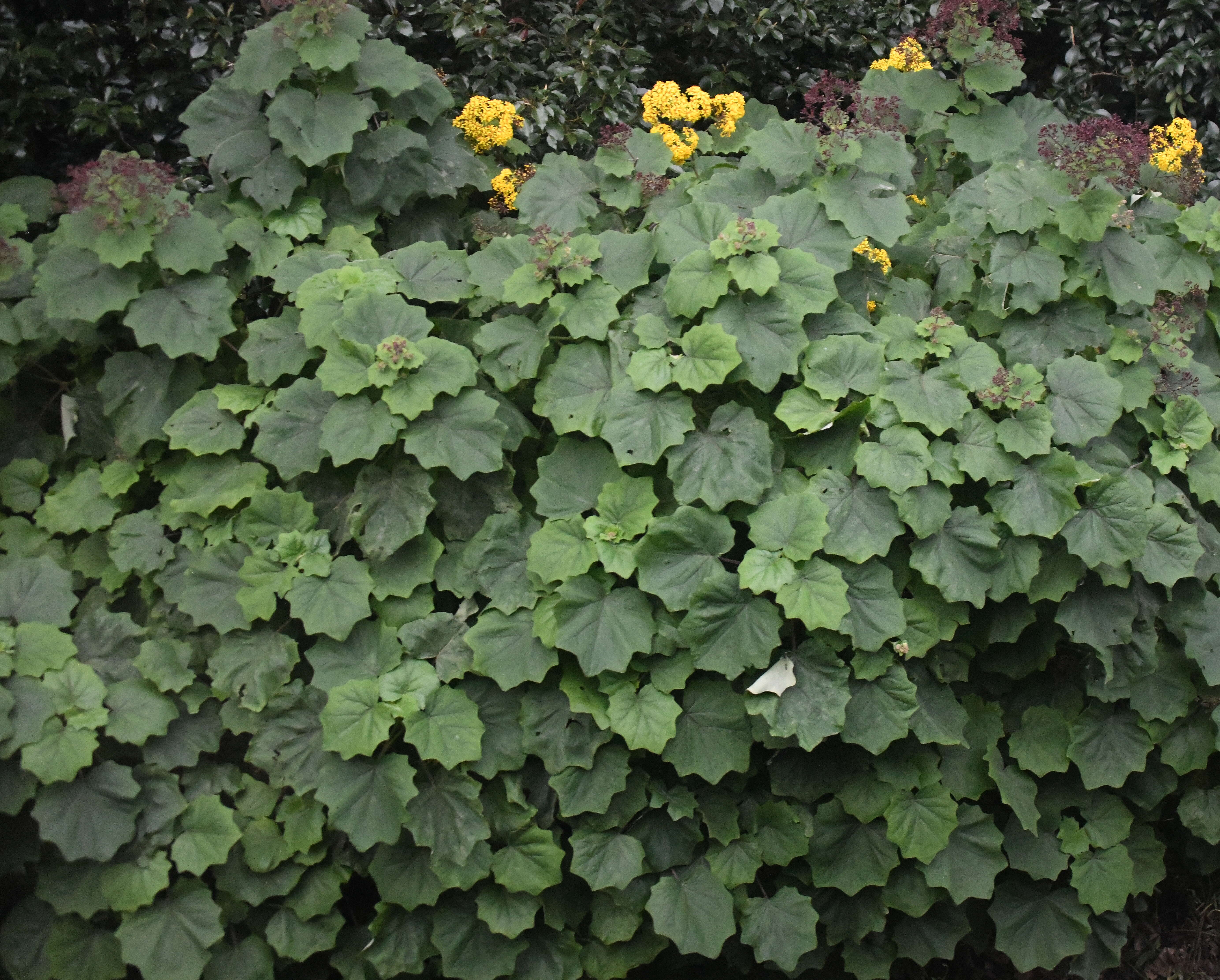 Image of velvet groundsel