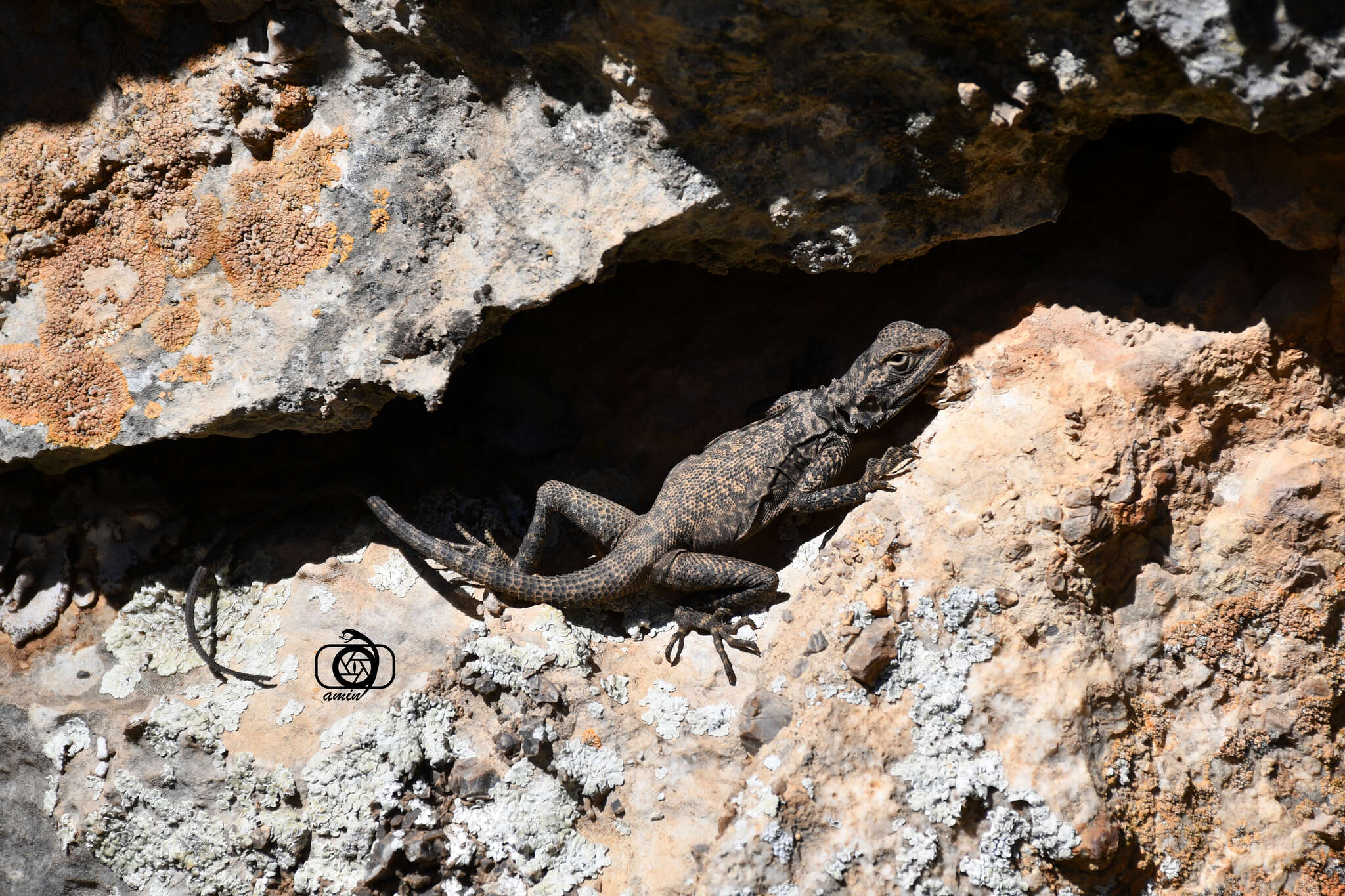 Image of Caucasian Agama