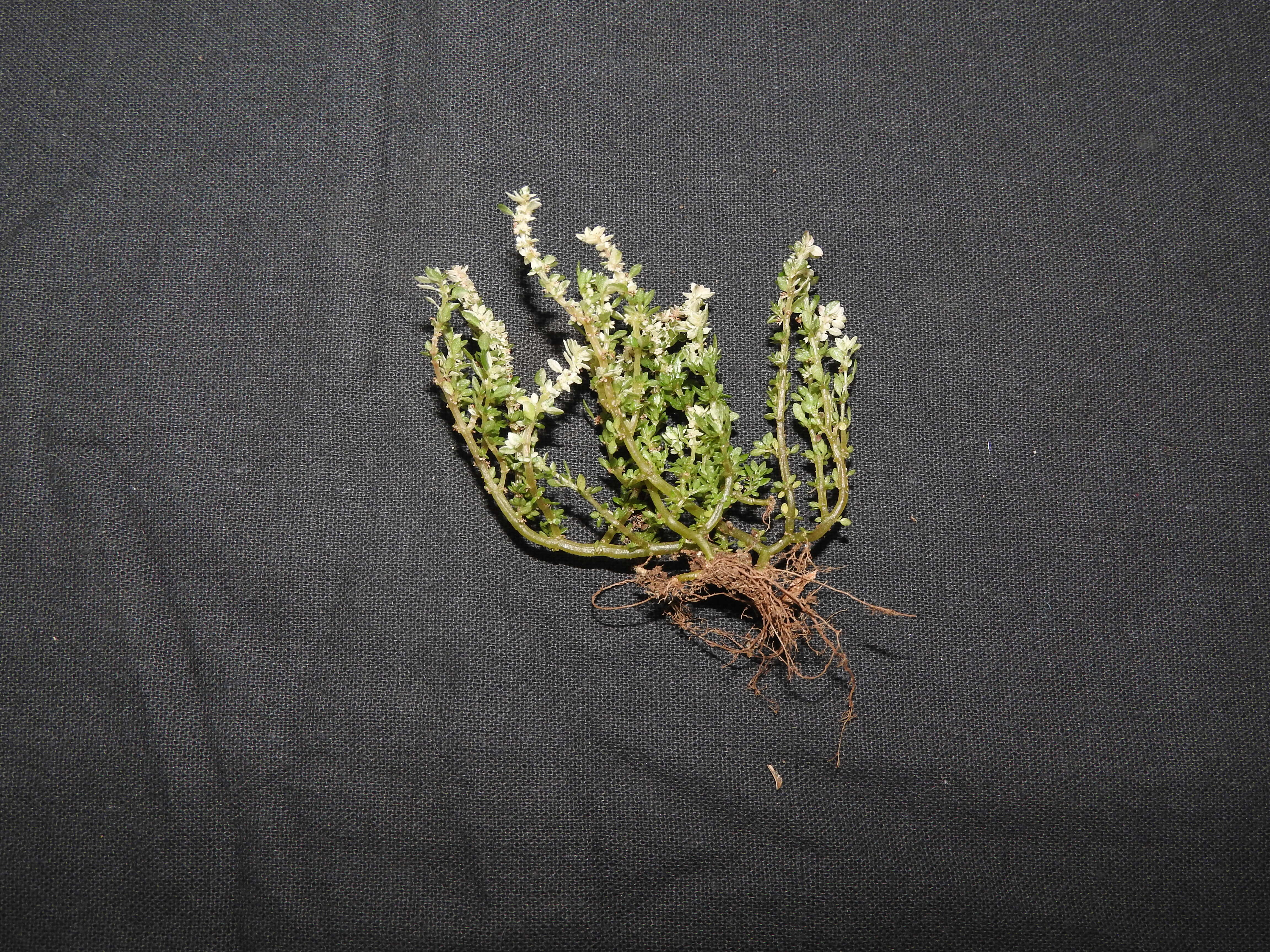 Image of rockweed