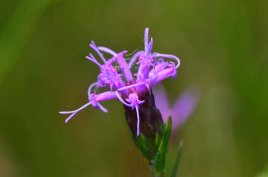 Слика од Liatris cylindracea Michx.