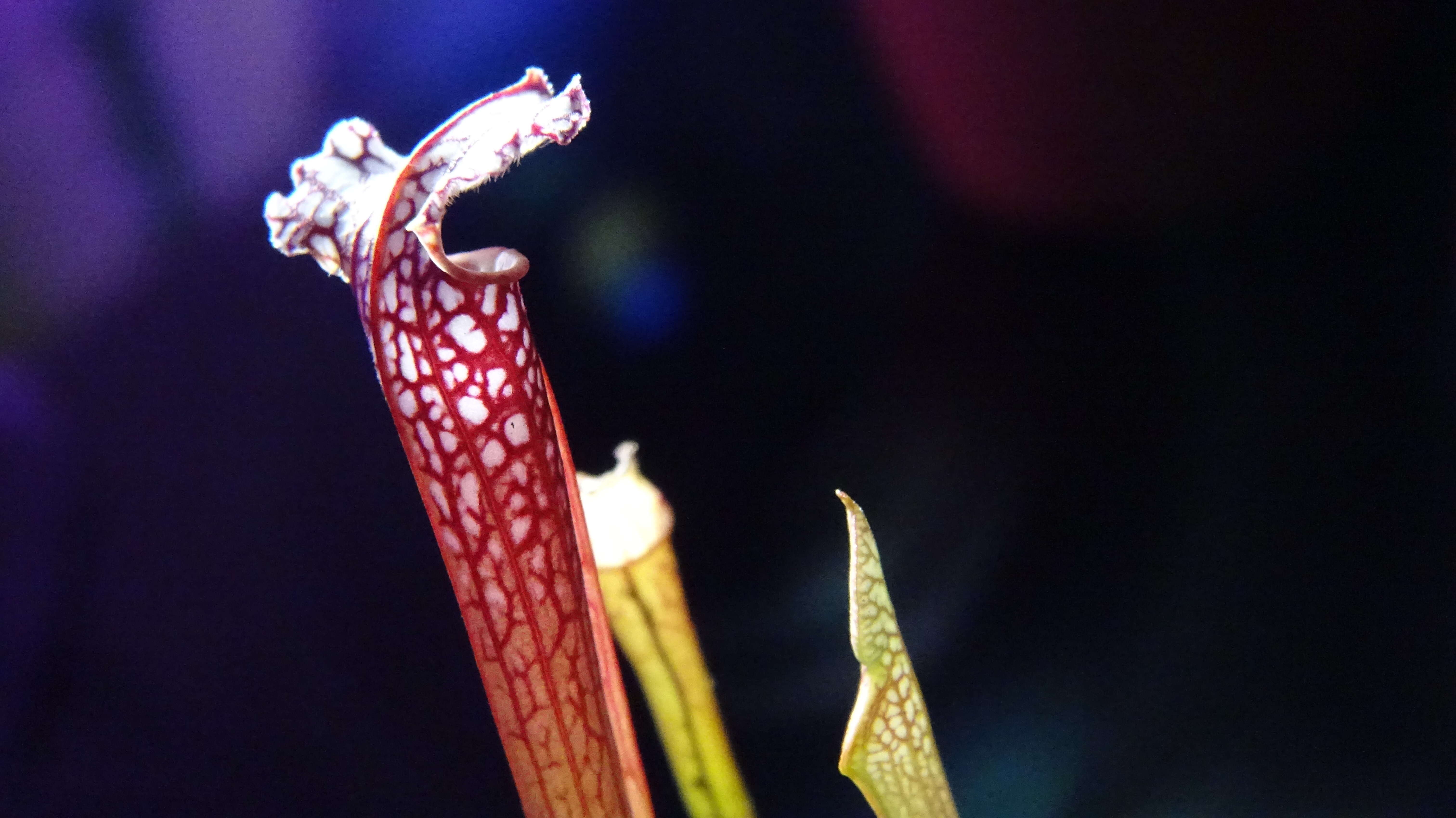 Image of crimson pitcherplant