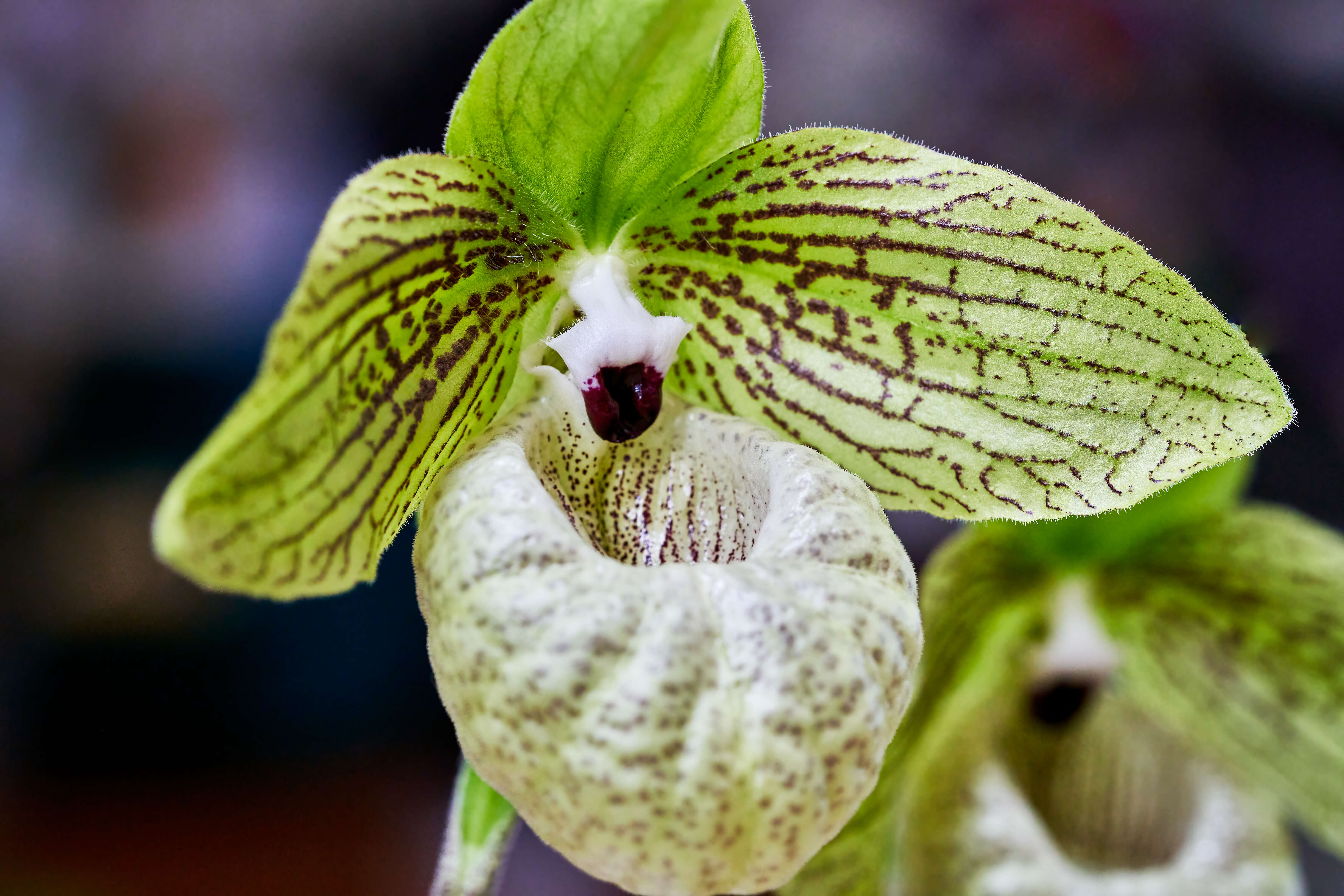 Слика од Paphiopedilum malipoense S. C. Chen & Z. H. Tsi