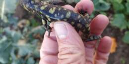 Plancia ëd Ambystoma mavortium Baird 1850