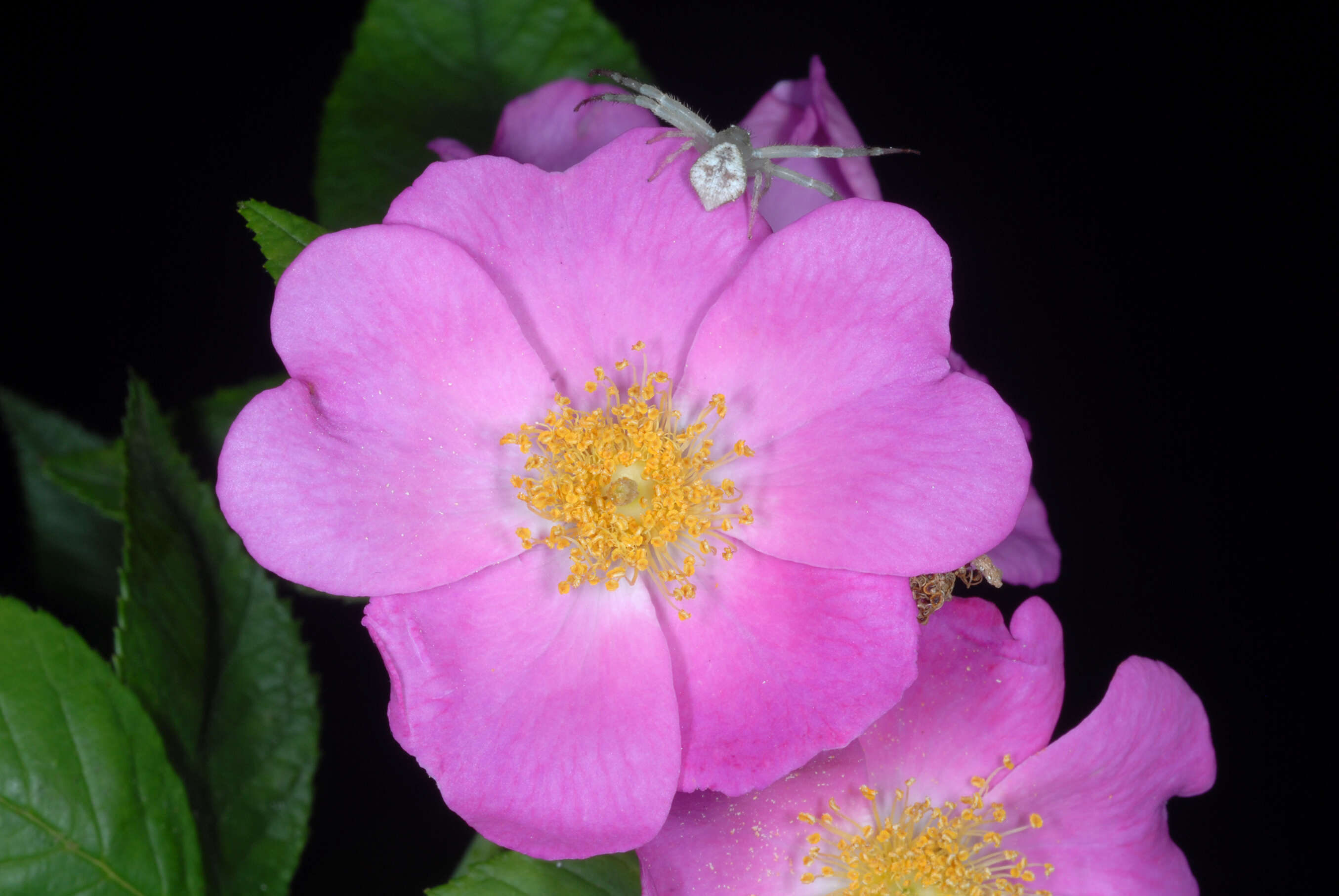 Image of climbing rose