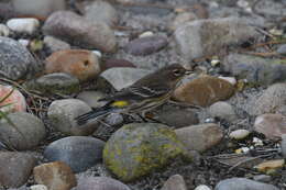 Image of Myrtle Warbler