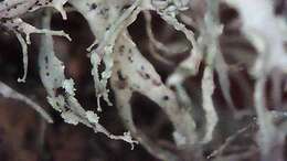 Imagem de Ramalina farinacea (L.) Ach.