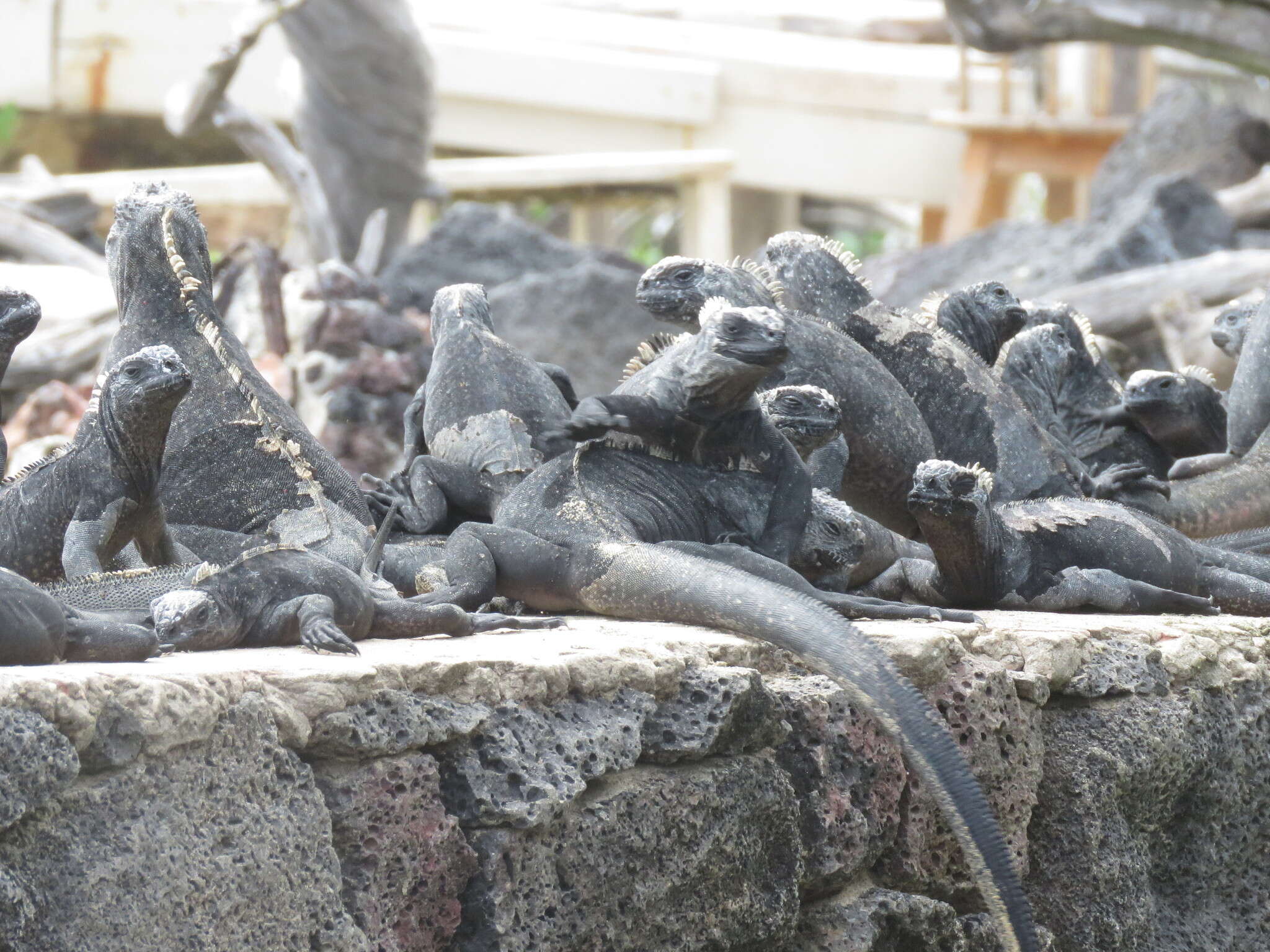 Image of marine iguana