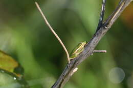 Image of American Green Treefrog