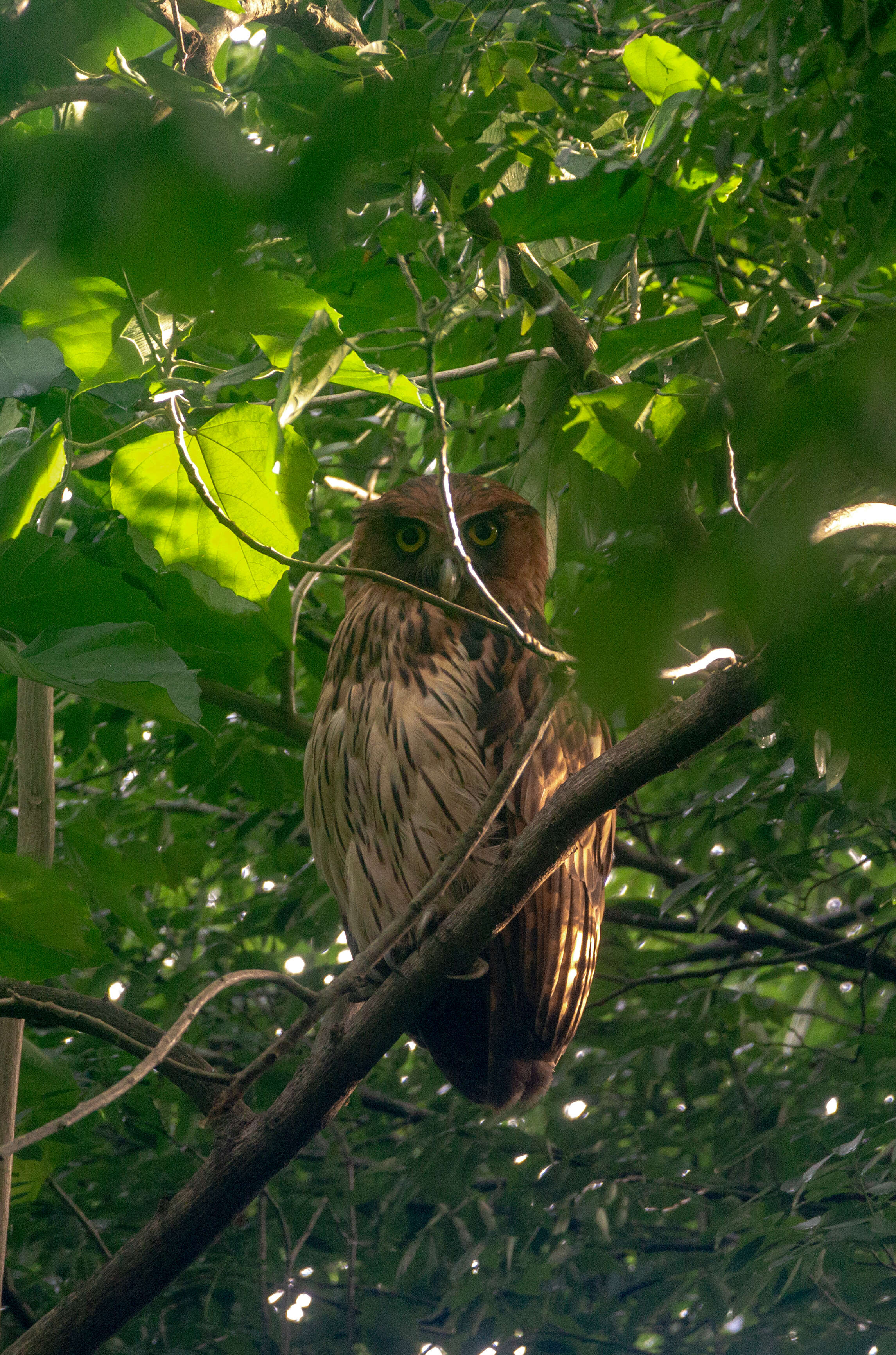 Image of Philippine Eagle-Owl