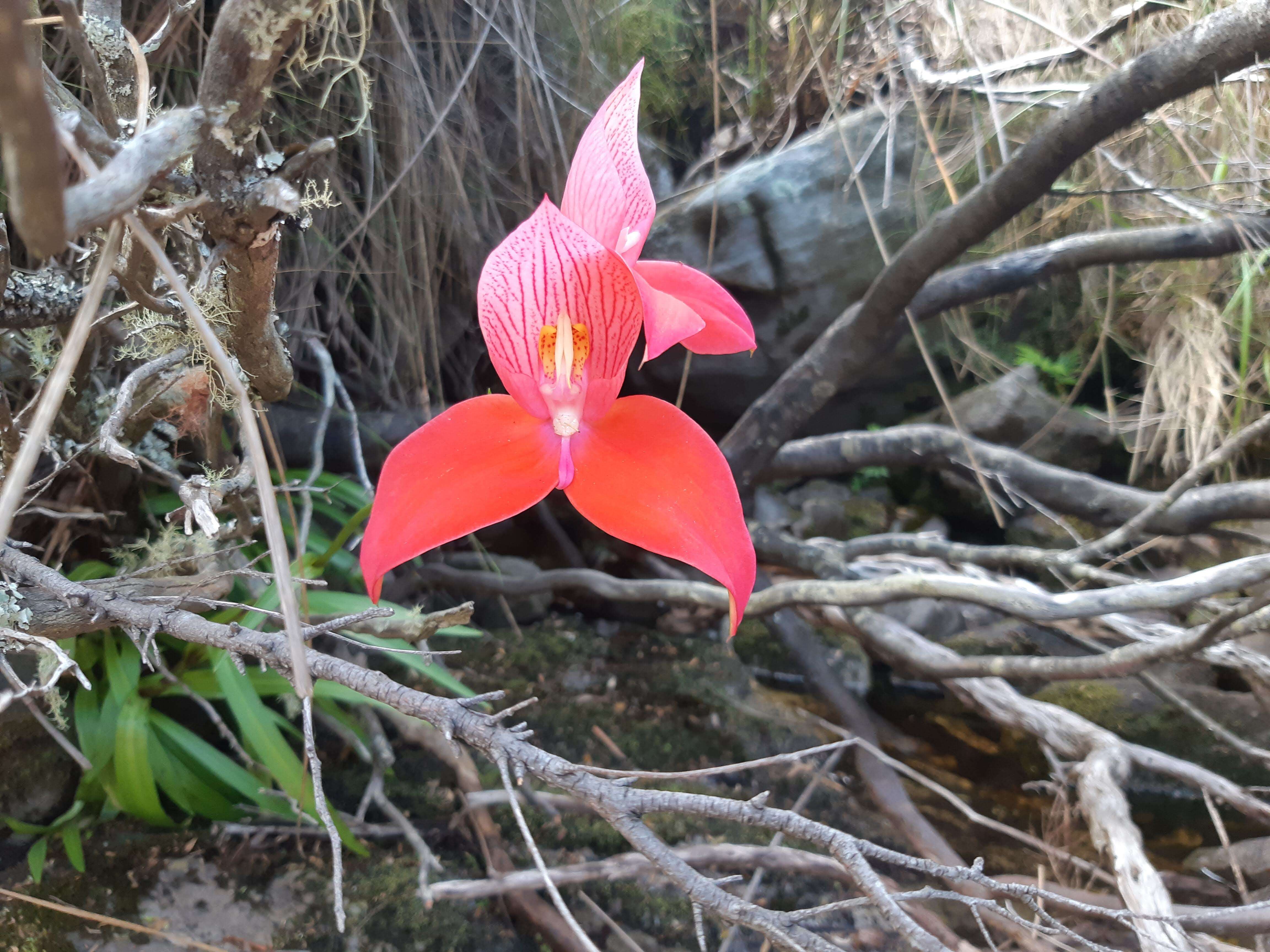 Image of Red Disa