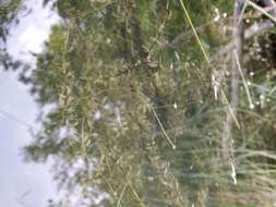 Image of western waterweed