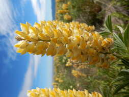 Imagem de Lupinus arbustus Lindl.