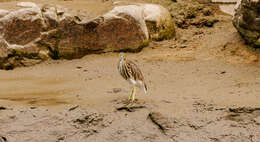 Image of Chinese Pond Heron