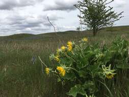 Image of deltoid balsamroot