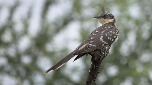 Imagem de Clamator glandarius (Linnaeus 1758)