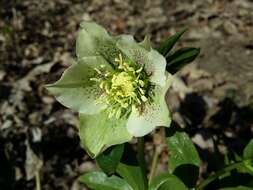 Image of lenten-rose