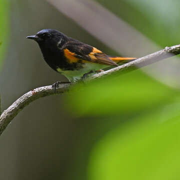 Image of American Redstart