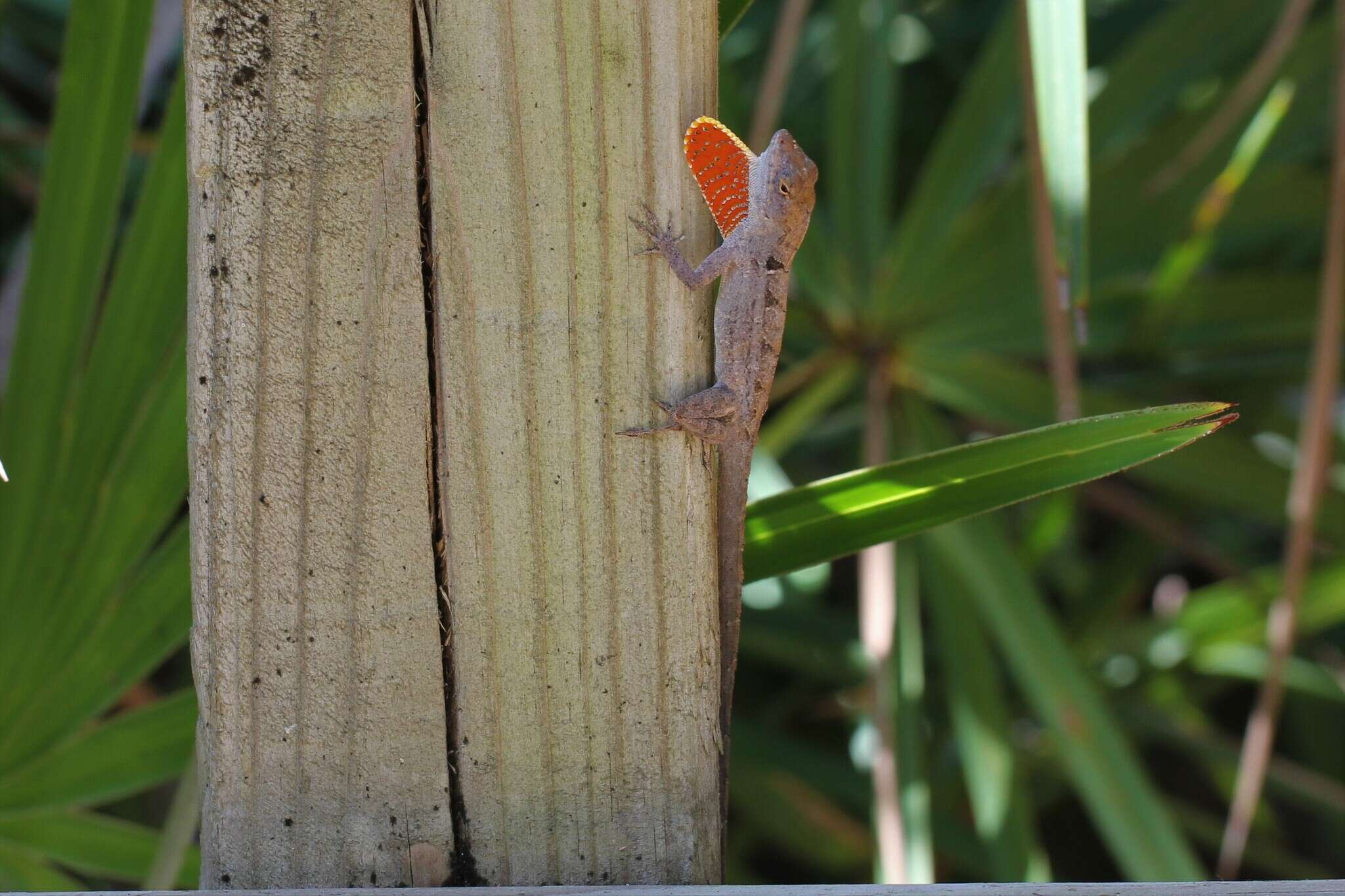 Image of Bahaman brown anole