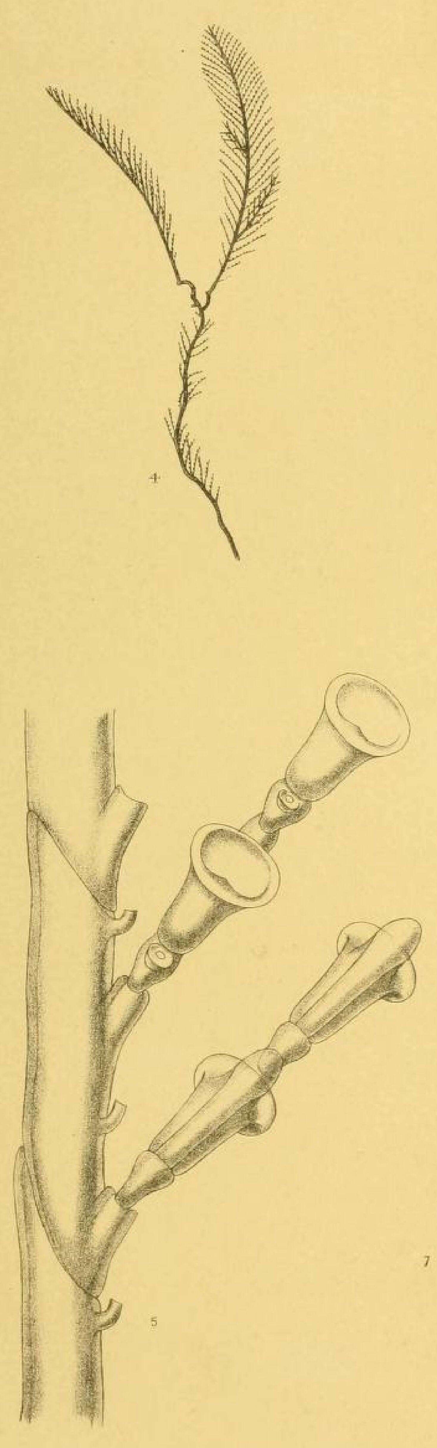 Image of Pycnotheca mirabilis (Allman 1883)