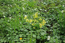 Image of oxlip