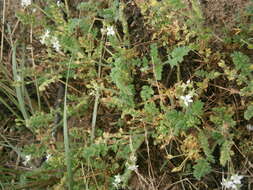 Imagem de Erodium cicutarium (L.) L'Her.