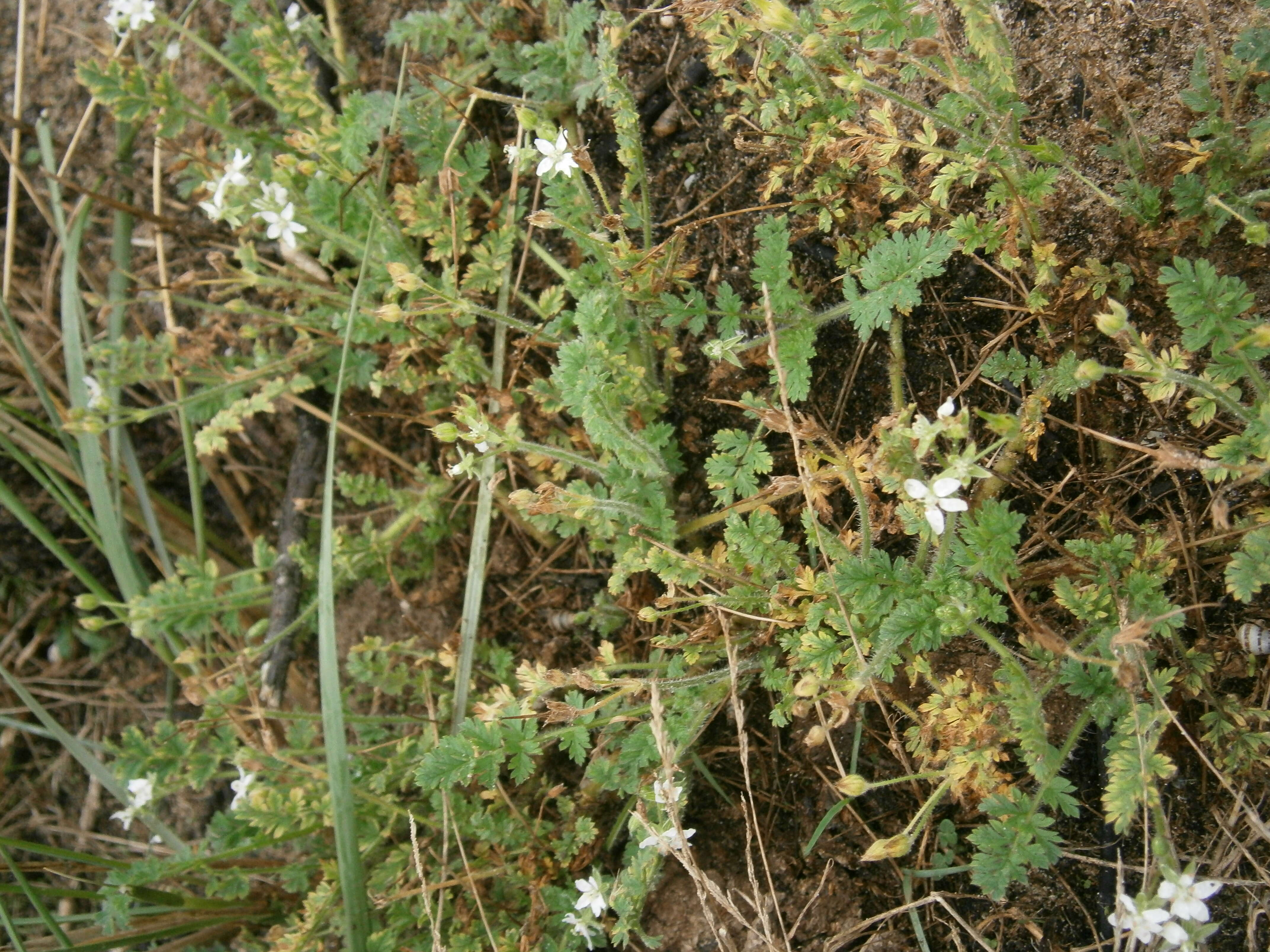 Imagem de Erodium cicutarium (L.) L'Her.