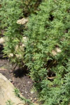 Слика од Achillea ligustica All.