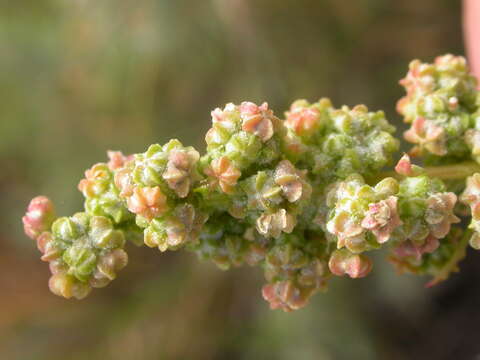 Imagem de Chenopodium album L.