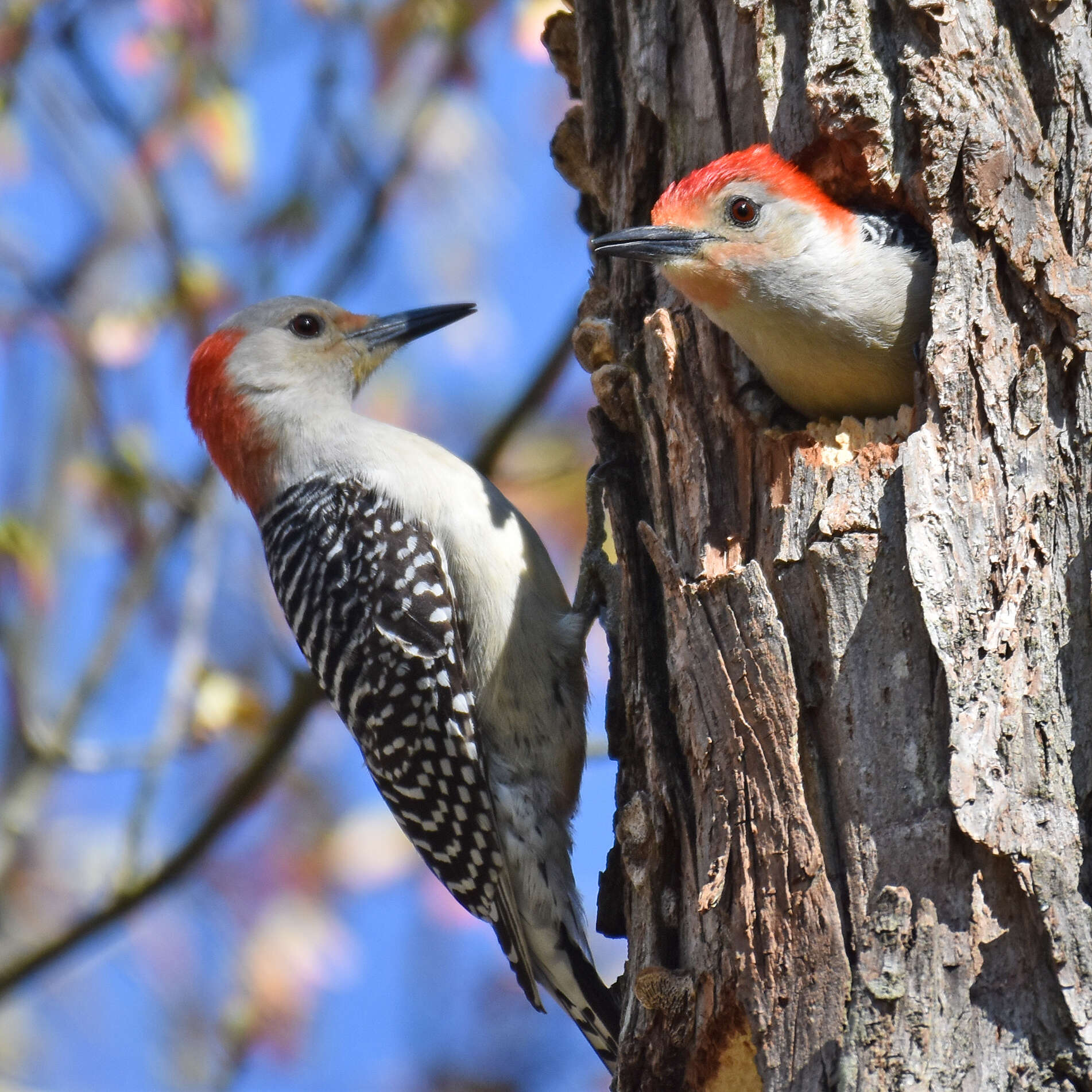 Image of Red-bellied Woodpecker