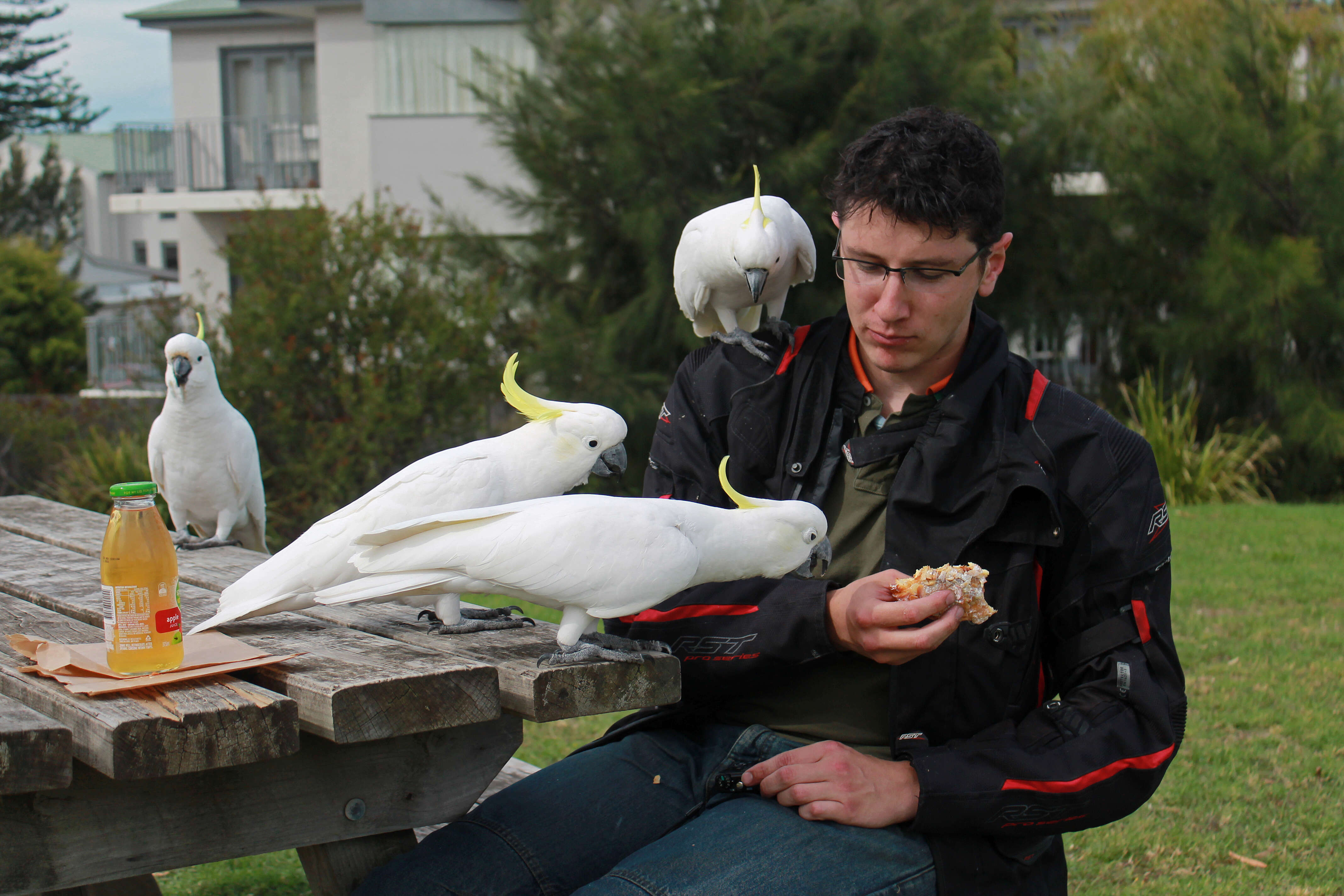 Image of Sulphur-crested Cockatoo