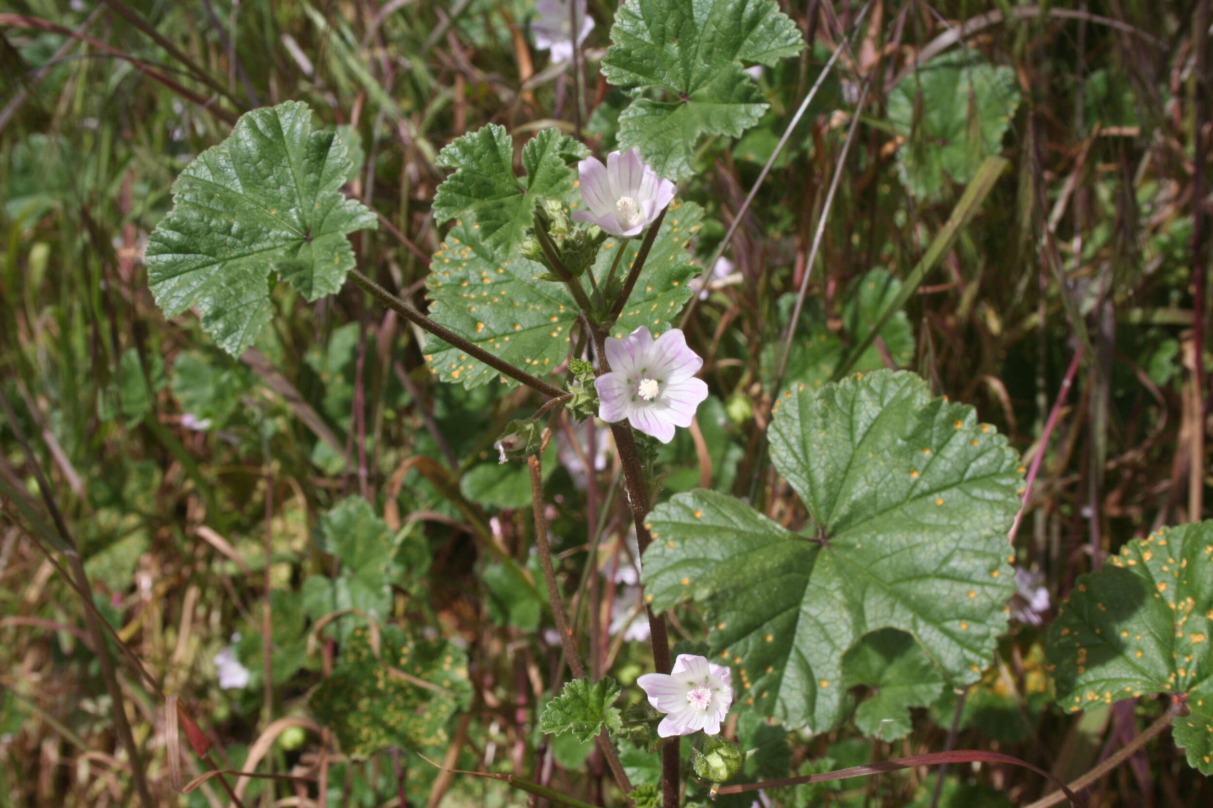 Image of Round-leaved Crane's-bill