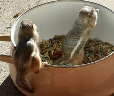 Image of white-tailed antelope squirrel