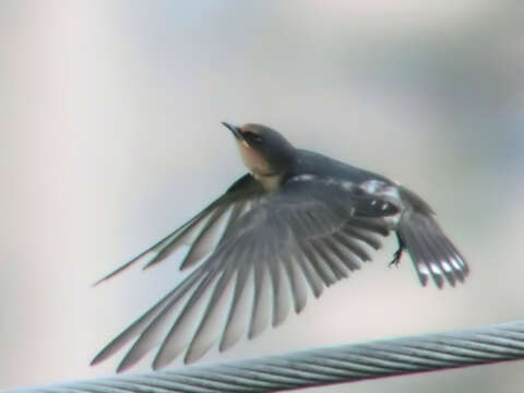 Image of Pacific Swallow