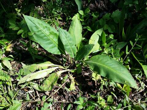 Image of Pulmonaria mollis Hornem.