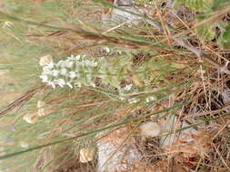 Image of simplebeak ironwort