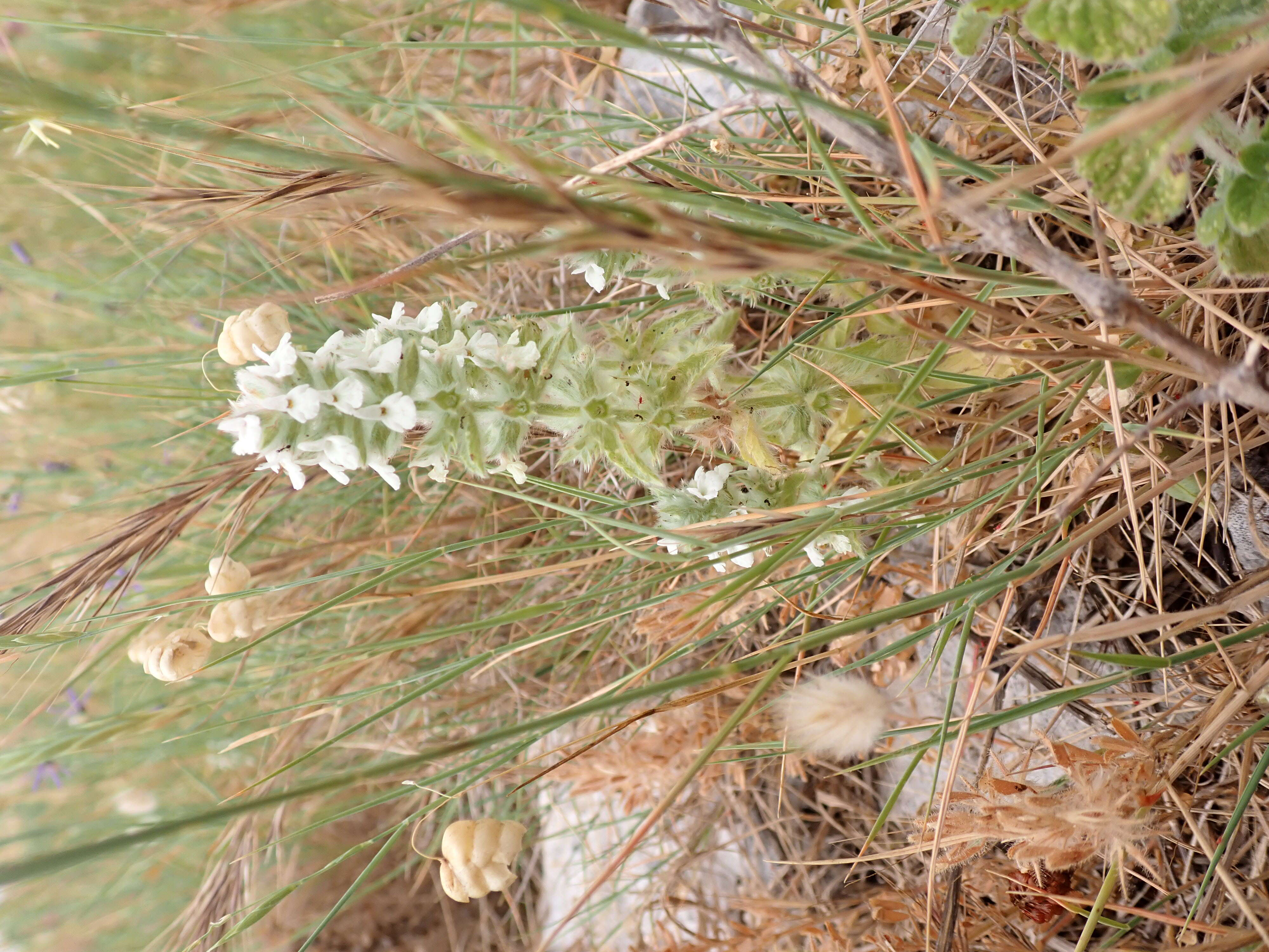 Image of simplebeak ironwort