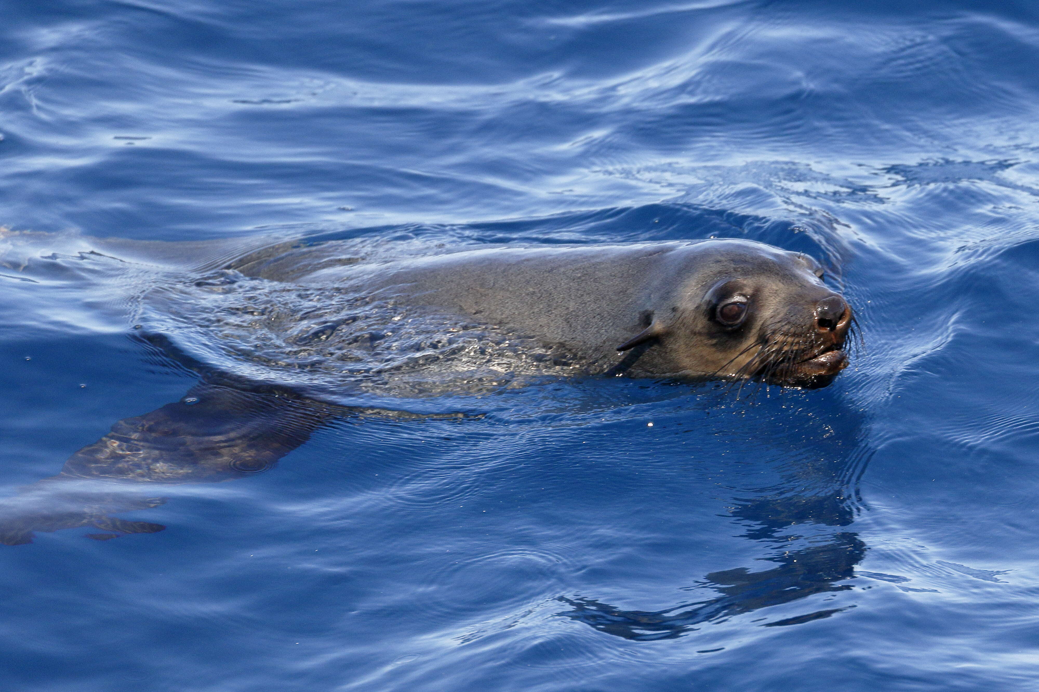 Image of Afro-Australian Fur Seal